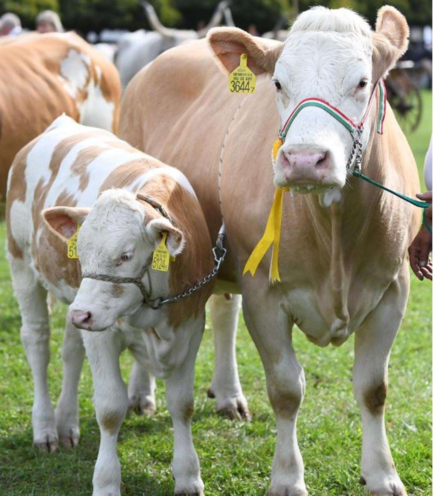 A tavaly nyári adatokhoz képest csökkent a sertés és a juhlétszám, a szarvasmarhák száma stagnál - fókuszban a megyék