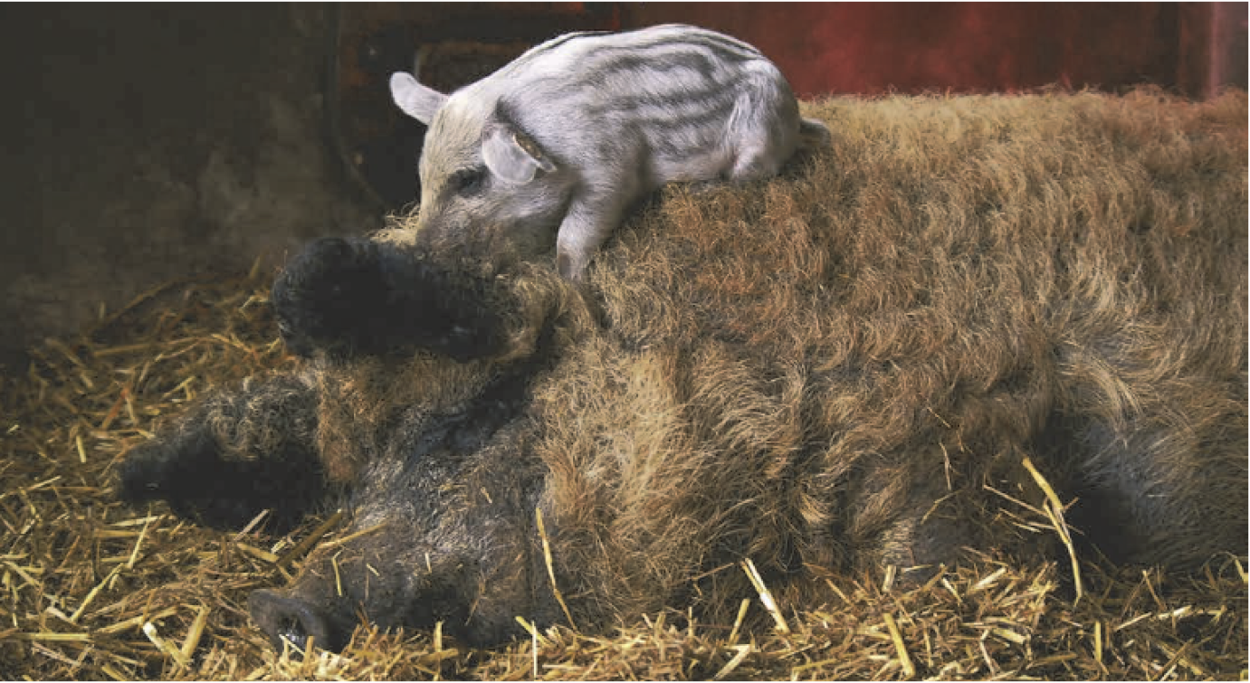 Módosult az őshonos ex situ támogatás pályázati felhívása