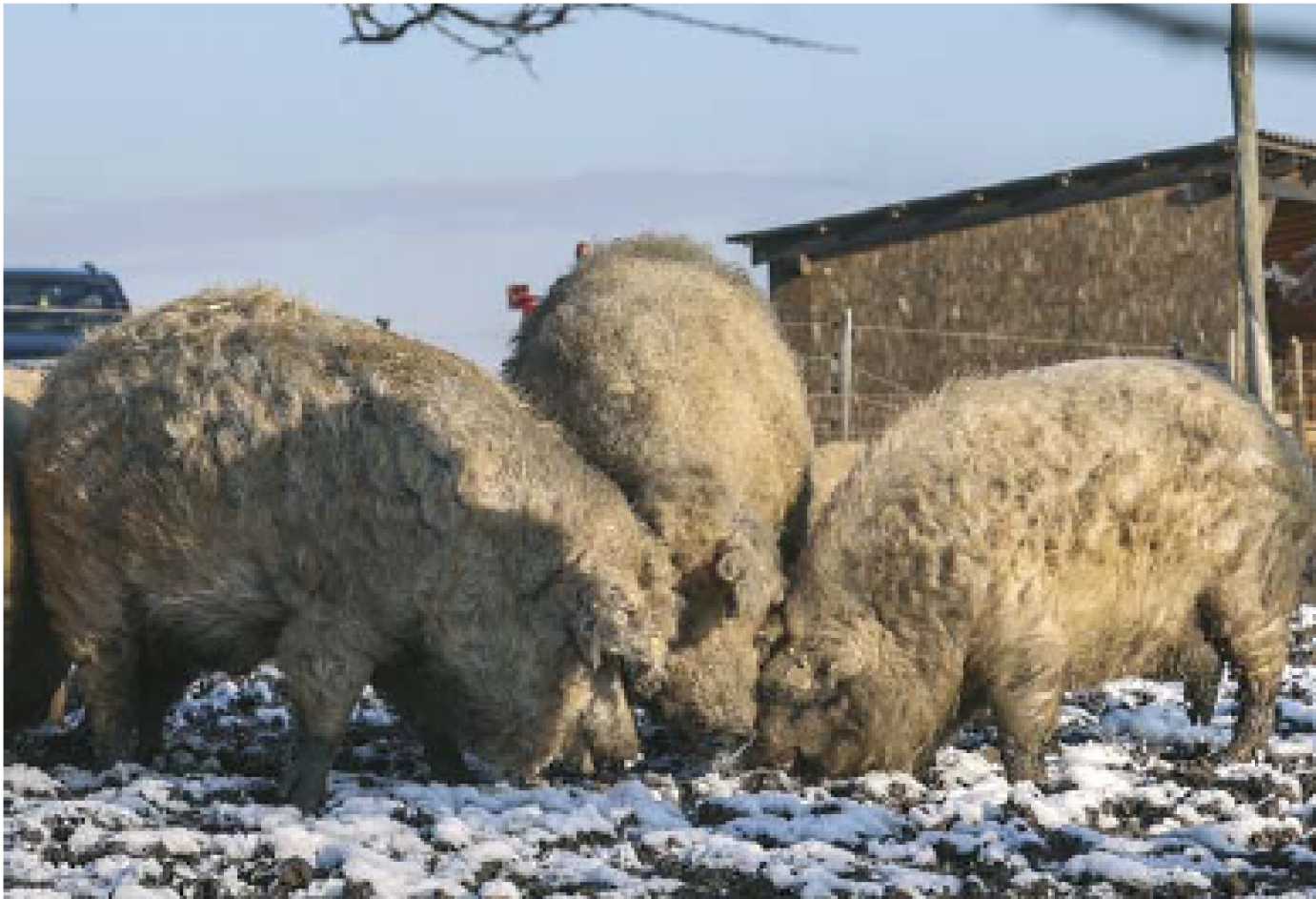 A tenyésztők védelme ma már legalább olyan fontos, mint a fajtáké
