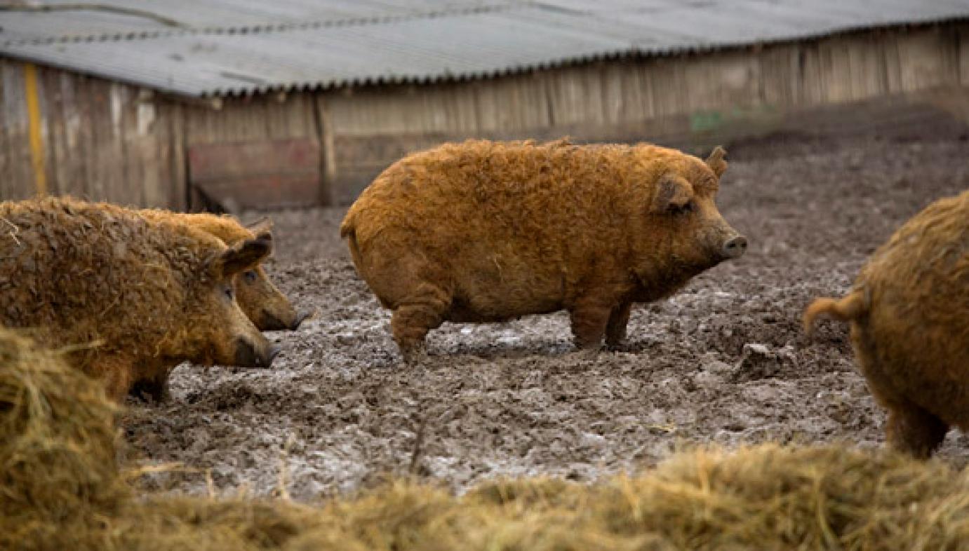 Pályázható az őshonos állatfajták megőrzését segítő támogatás