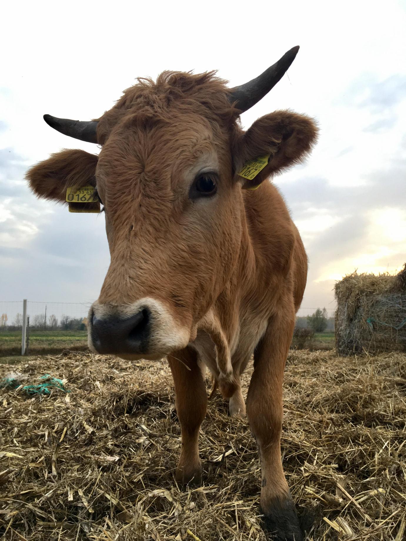 Nőtt az élő szarvasmarhák kivitele az idén