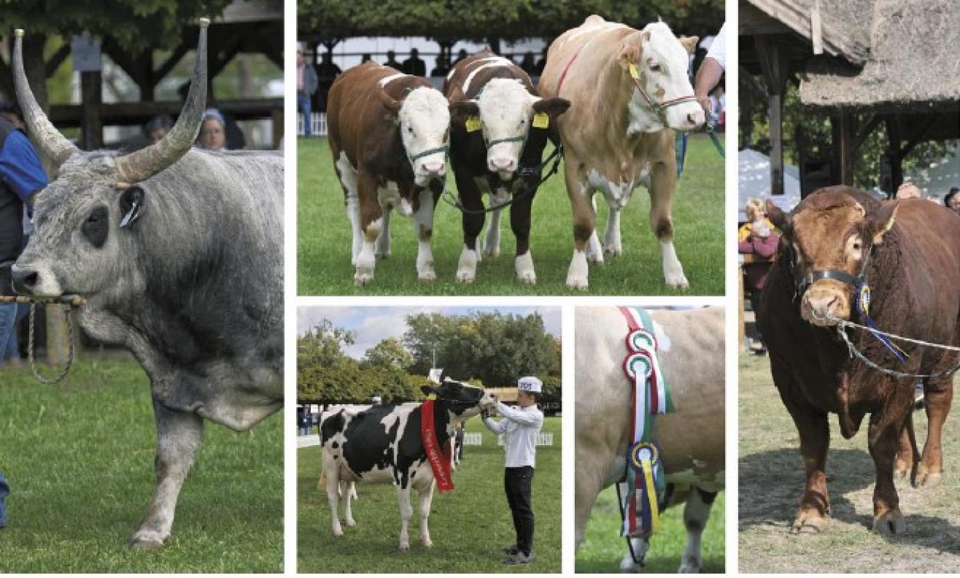 Ötven éves a szarvasmarhaágazat szakosítási program