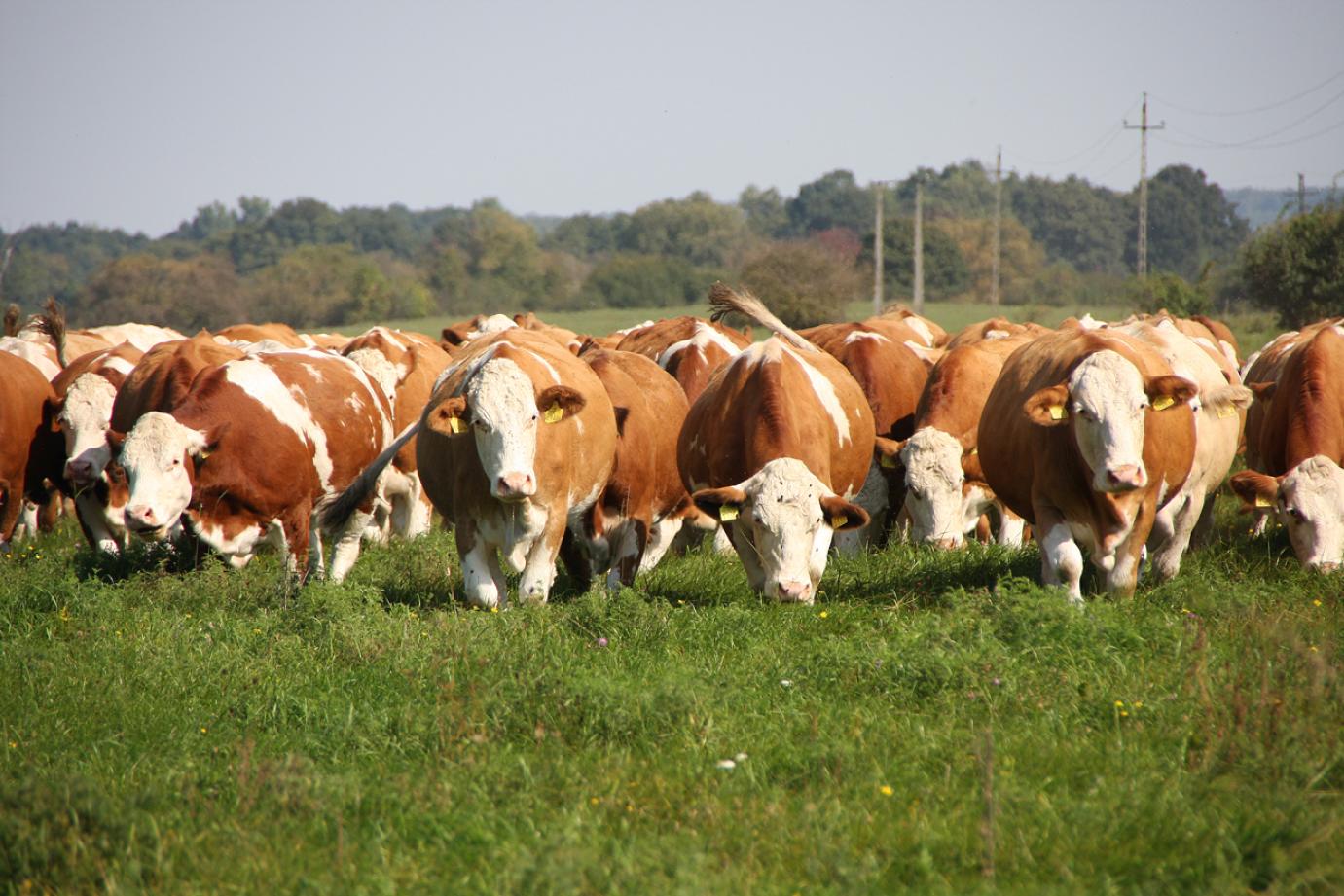Sikerrel zárult a tejelő szarvasmarha ágazat állatjóléti támogatásának meghosszabbítása