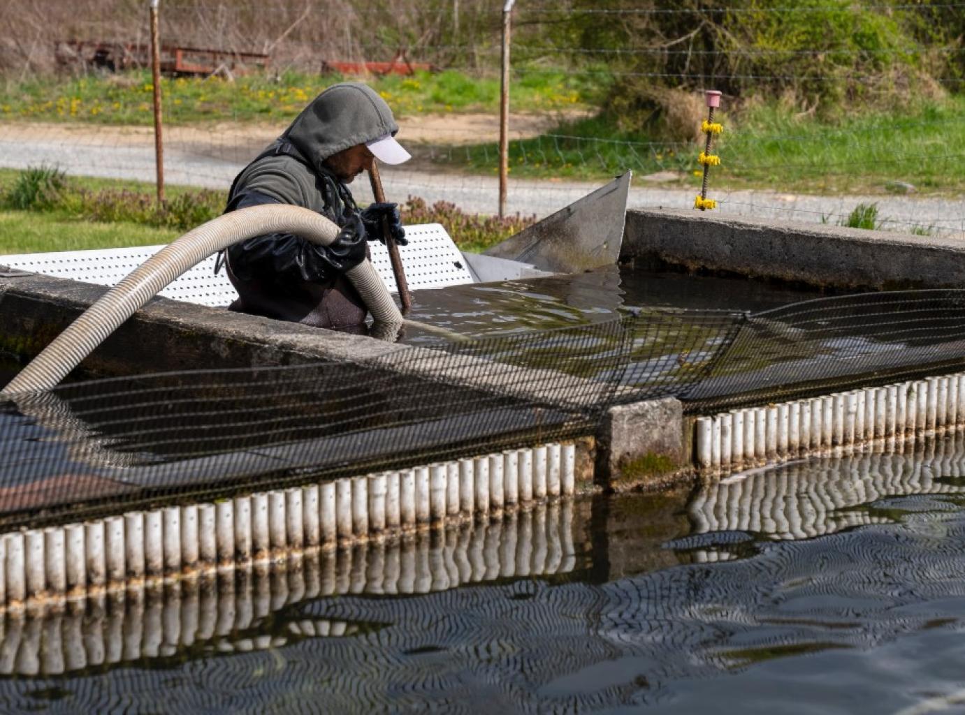 Megjelent az akvakultúra krízishelyzetre szóló támogatása