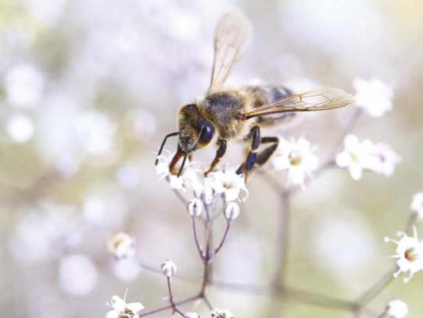 Magyarországi méhészetek állapota 2023 elején