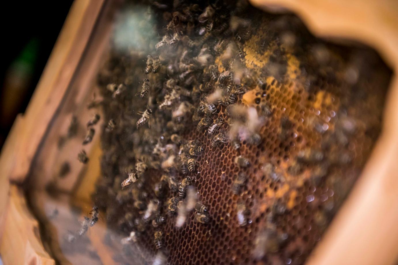 2020-tól 25 százalékkal több támogatást kapnak a méhészek