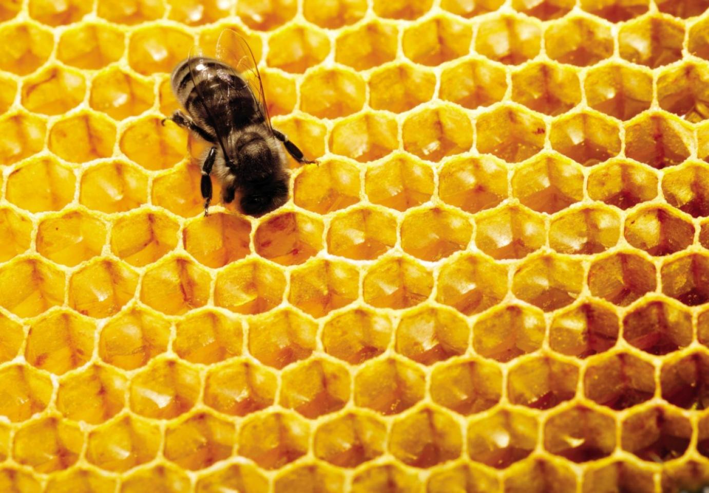 A mézjelölési szabályok szigorítását kérik