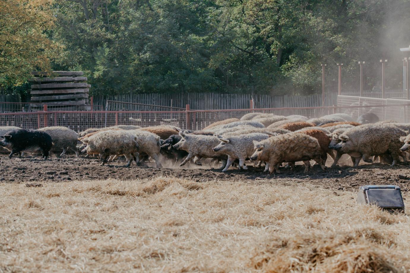 Nemcsak formájukban, hanem funkciójukban is fenn kell tartani az őshonos fajtáinkat