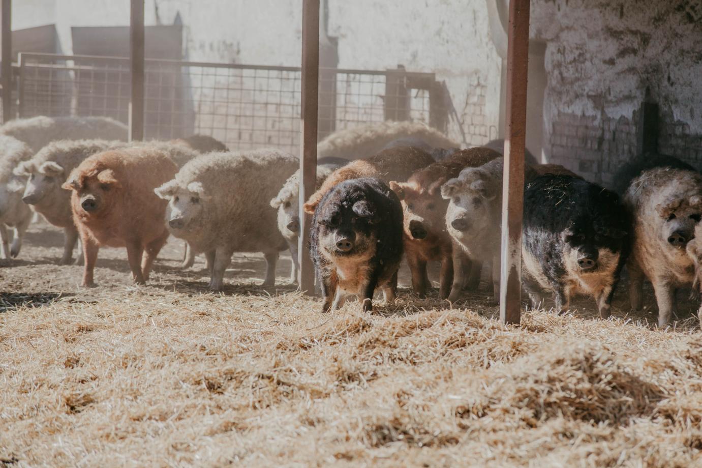 Tenyésztőszervezetek szétválása