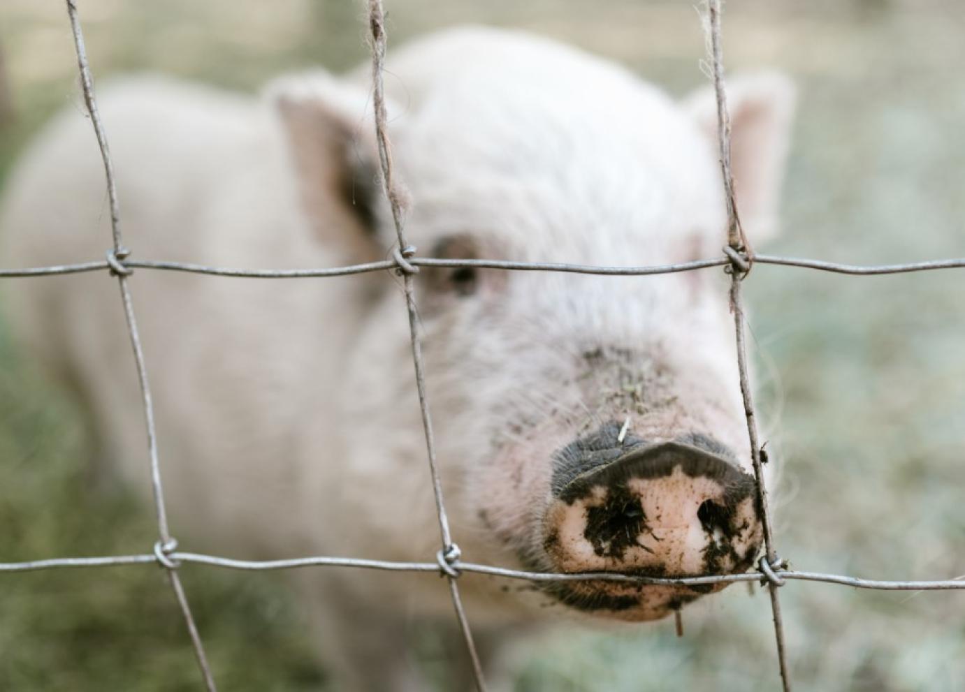 Elérhetők a Nébih oldalán a horvátországi afrikai sertéspestis miatt kialakított területi korlátozások