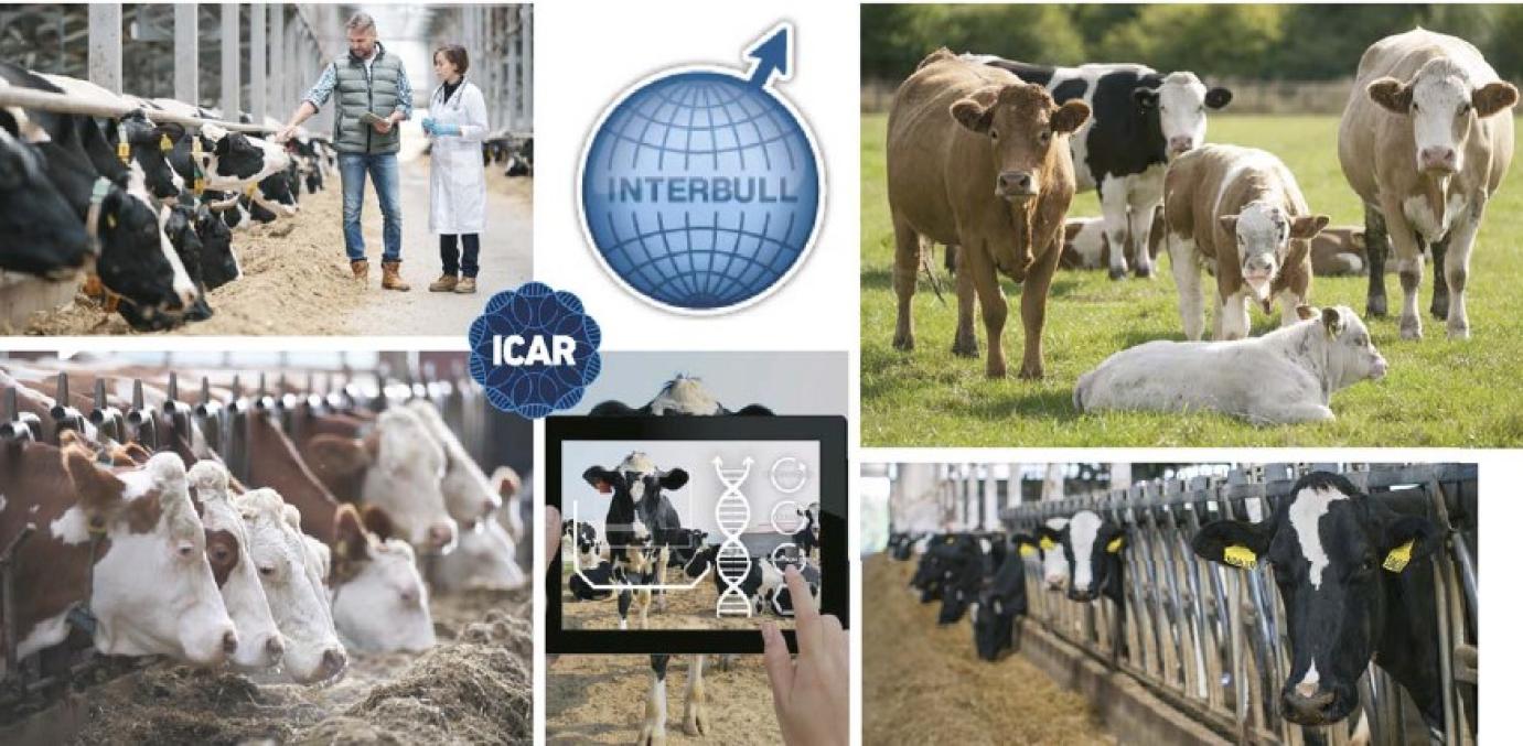 Mint főnixmadár hamvaiból, újjászületik a szarvasmarha informatikai rendszer