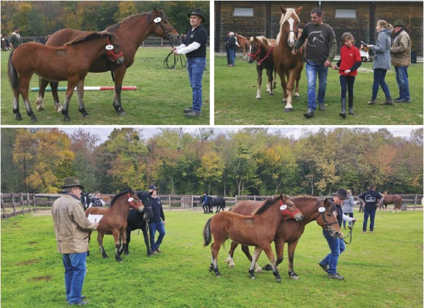 Muraközi: A sokoldalú családi ló