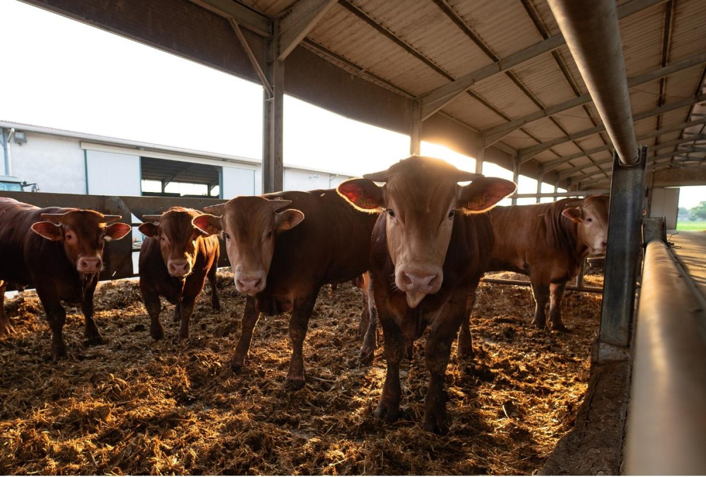 Csökkent a húsmarhatartás jövedelmezősége