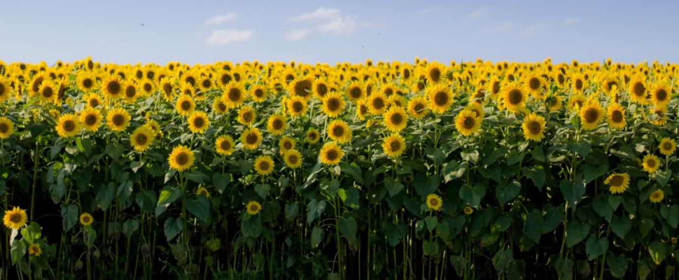 Az Európai Unió olajmagdara-piaca