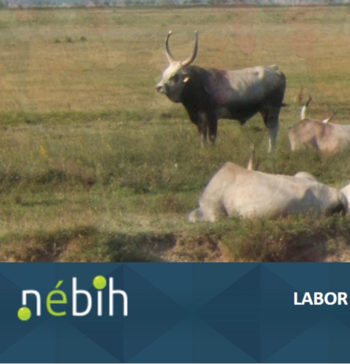 Elindult a Nébih LABOR rendszere