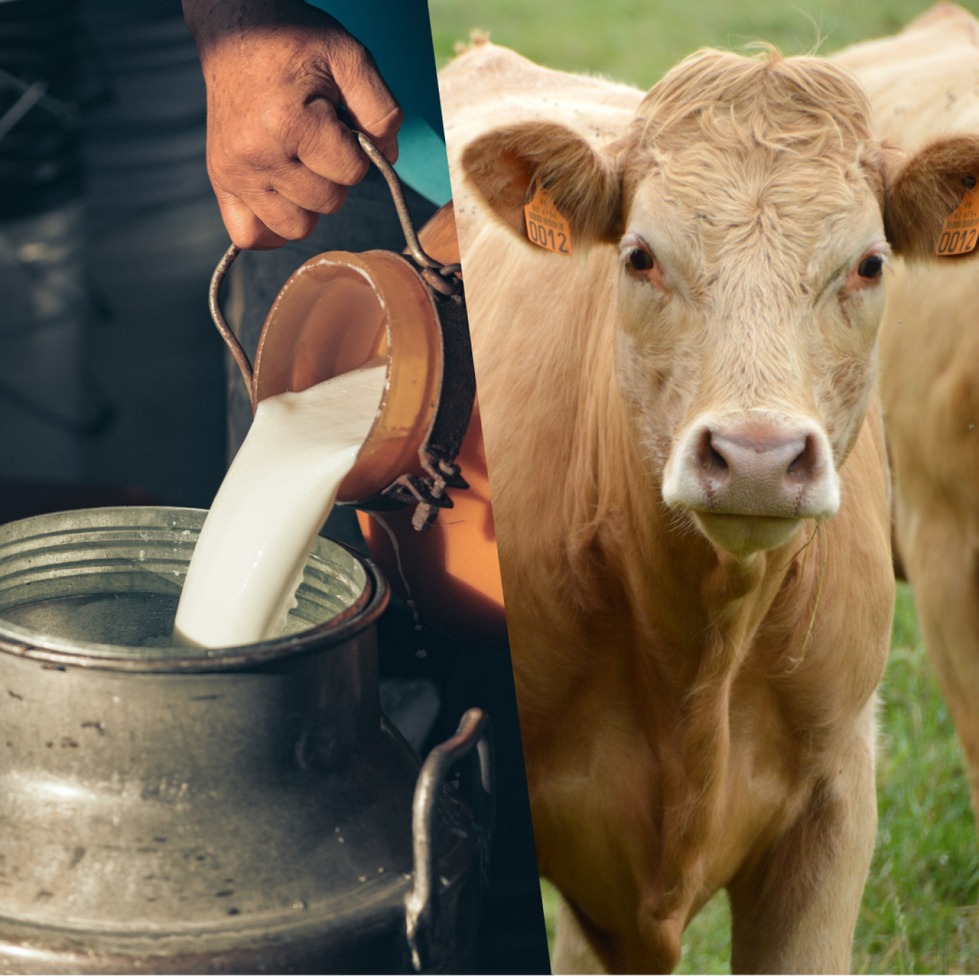 NAK TÁJÉKOZTATÓ A 2023-AS ÉVRŐL: Húsmarha és tejágazat