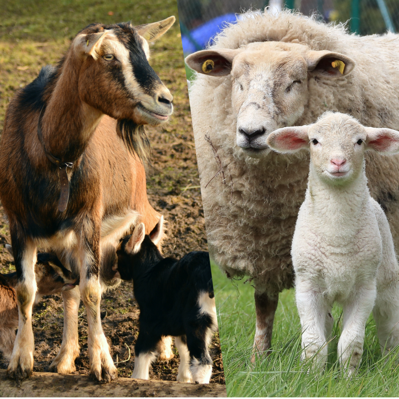 NAK TÁJÉKOZTATÓ A 2023-AS ÉVRŐL: kiskérődző ágazat