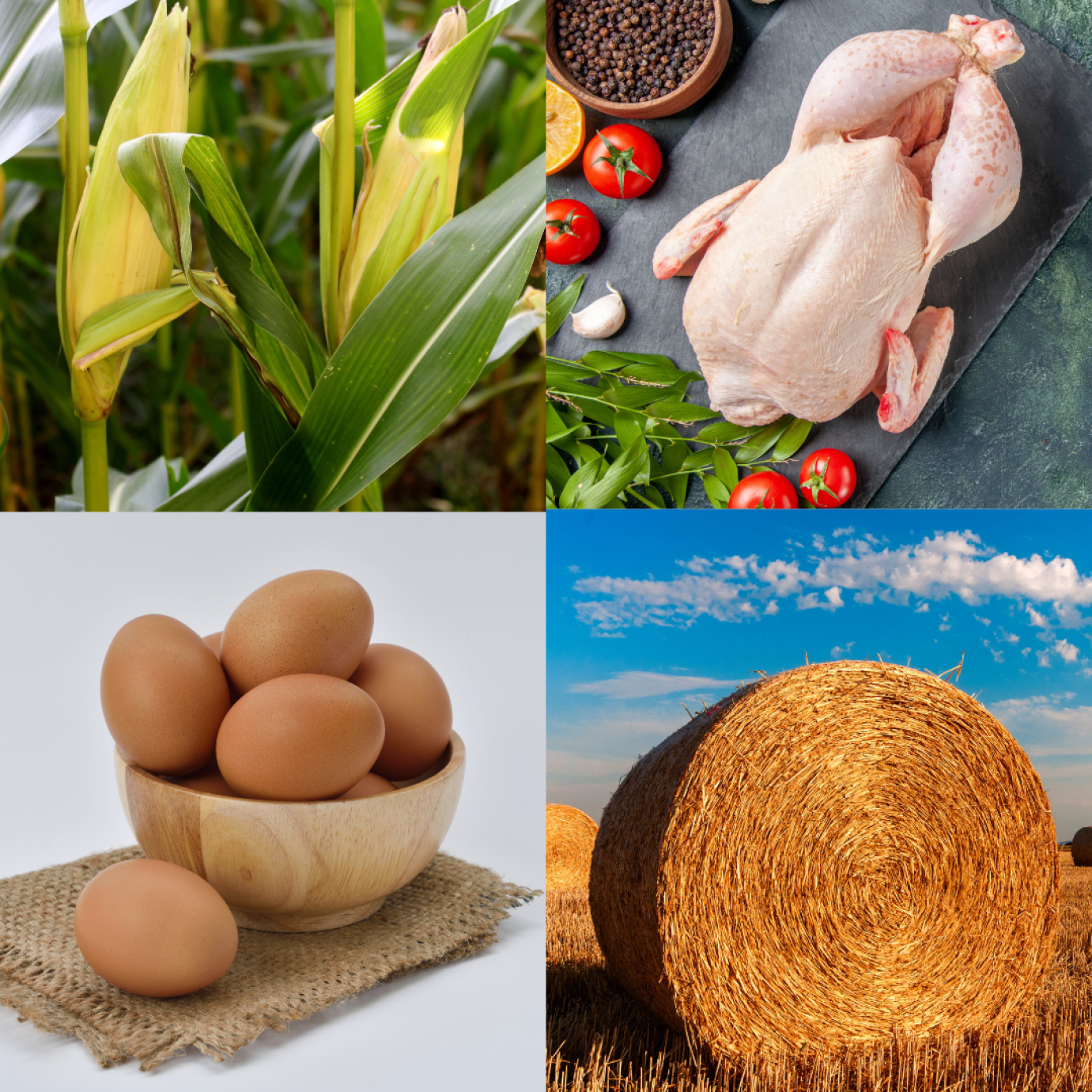 NAK TÁJÉKOZTATÓ A 2023-AS ÉVRŐL: Takarmány- és baromfiágazat