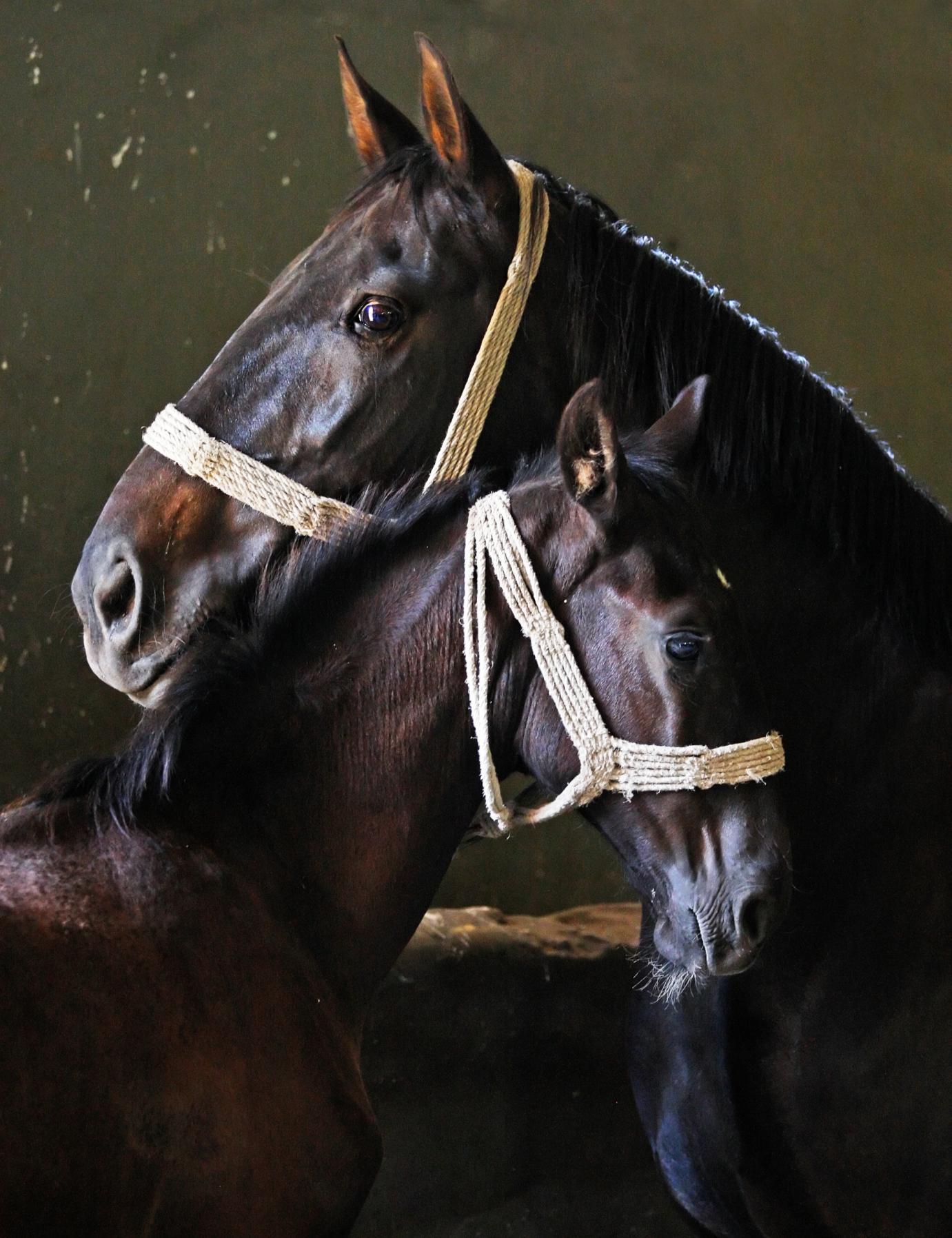 Online lóazonosítási képzés indult