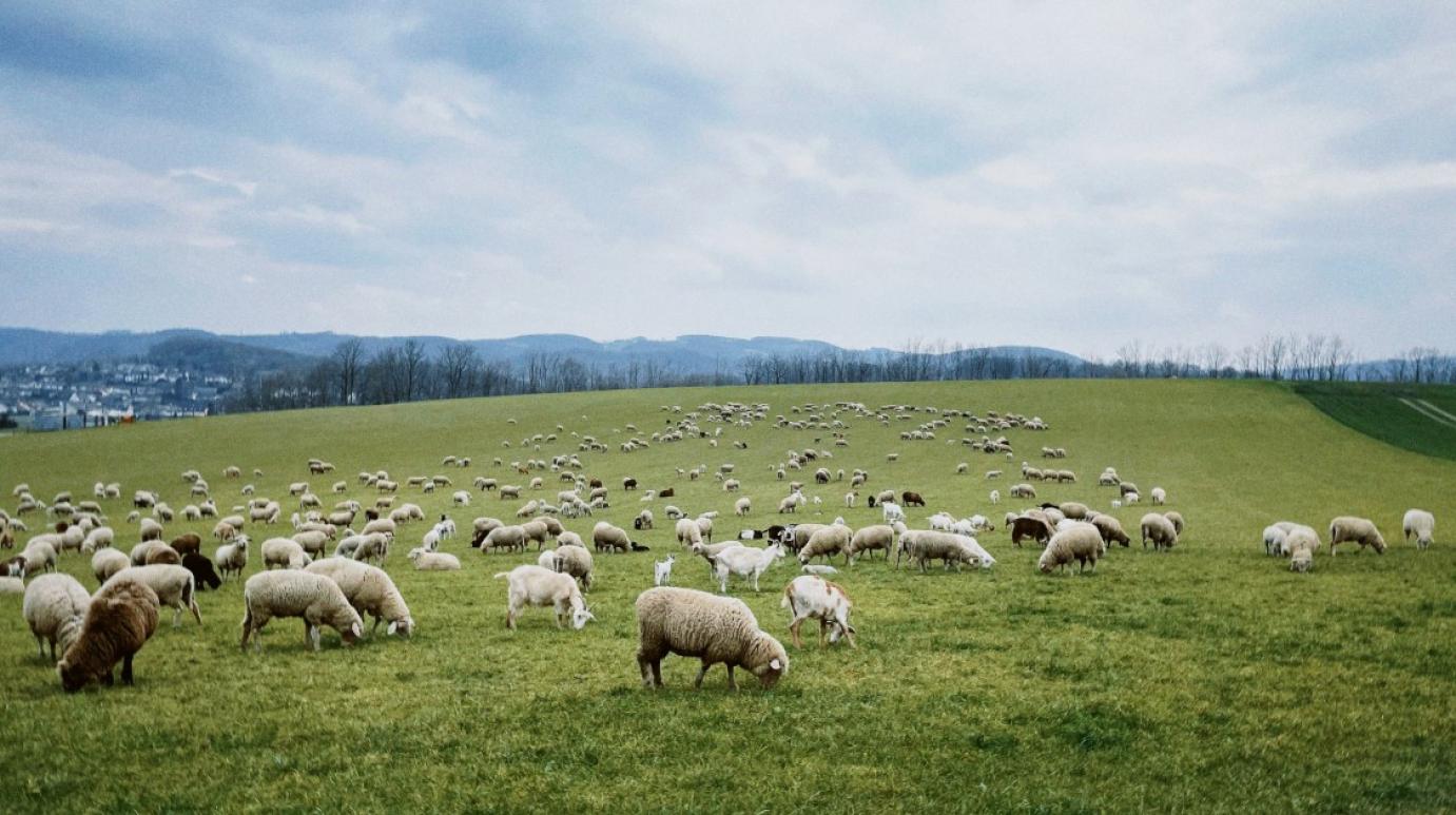FAO kiadvány jelent meg „A talaj széntartalmának átfogó értékelése gyepterületeken” címmel