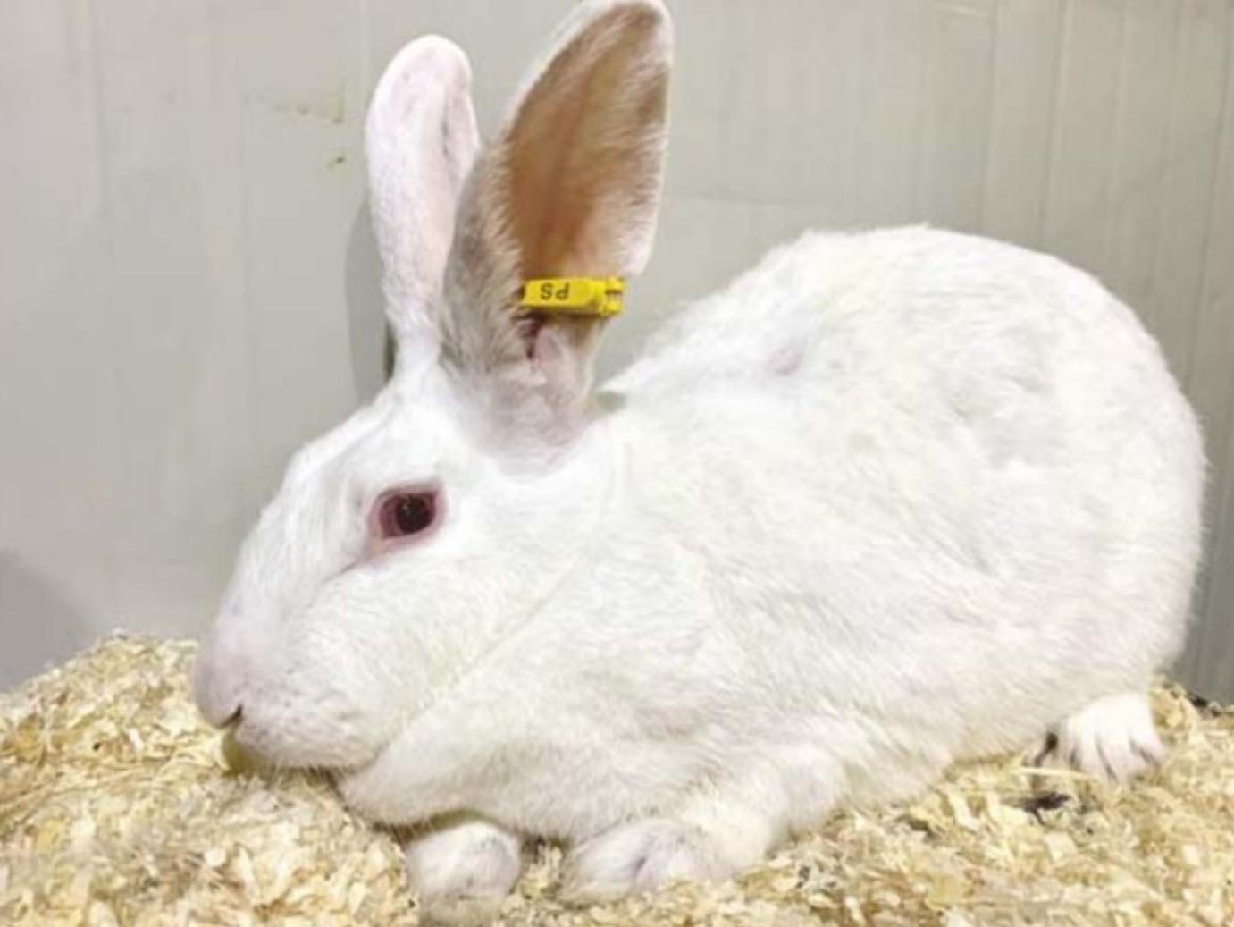 A nagyüzemi nyúltenyésztés jövője a nyúlhús-termelő vertikum digitalizációja