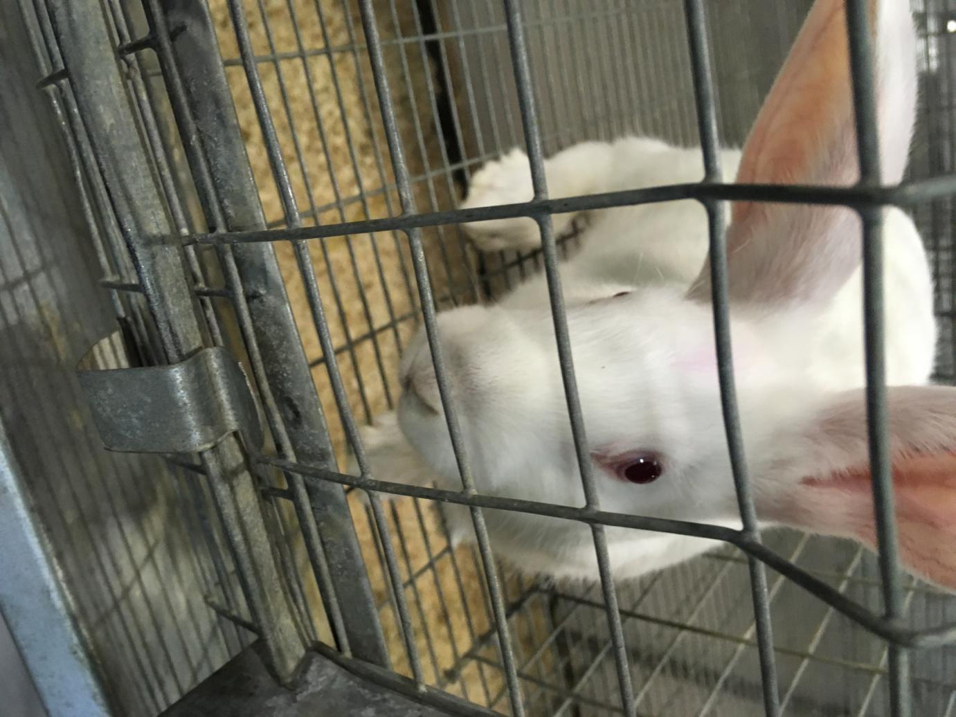 Igényelhető tenyésznyúl de minimis támogatás