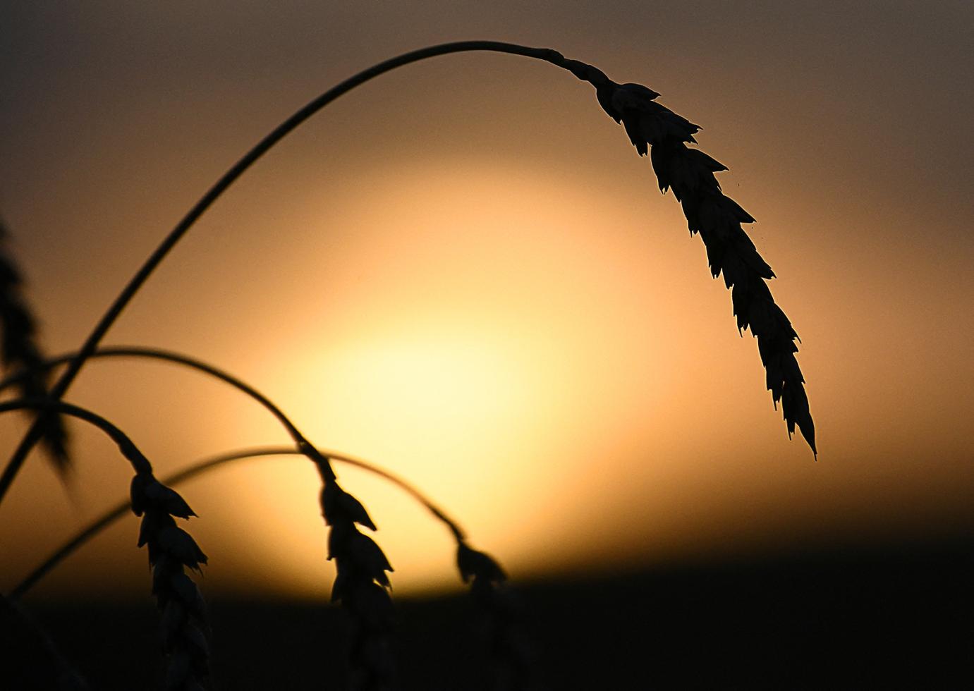 Orosz gabonaexport: az EU zár, Kína nyit?