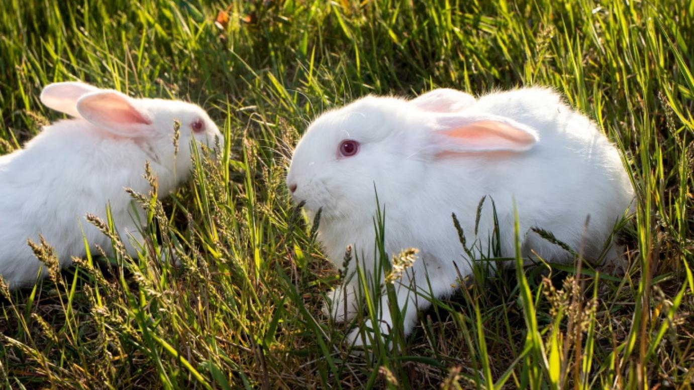 július 1-től igényelhető a tenyésznyúl tenyésztésbe állításának de minimis támogatása