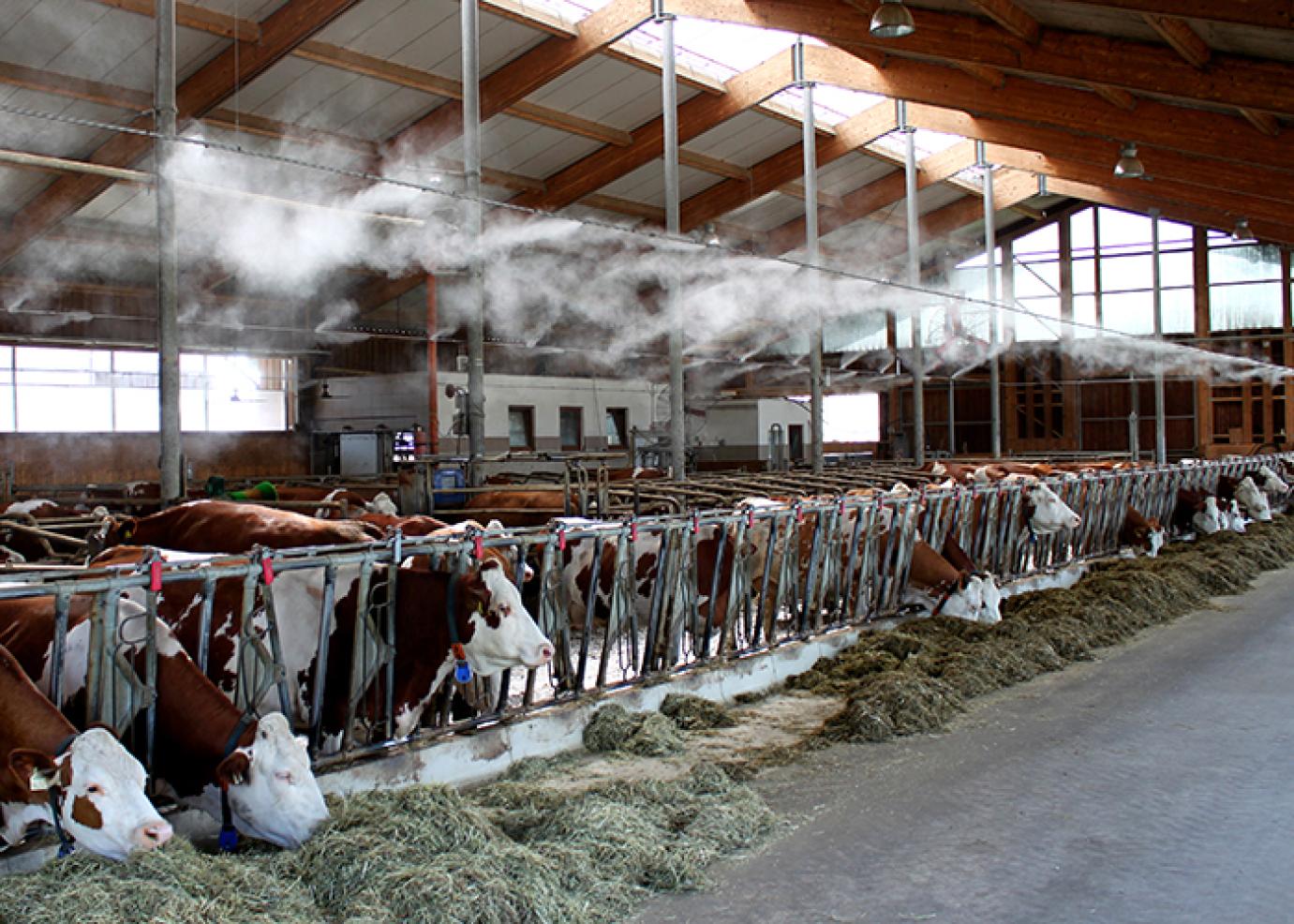 ALKALMAZKODNUNK KELL A KÁNIKULÁHOZ