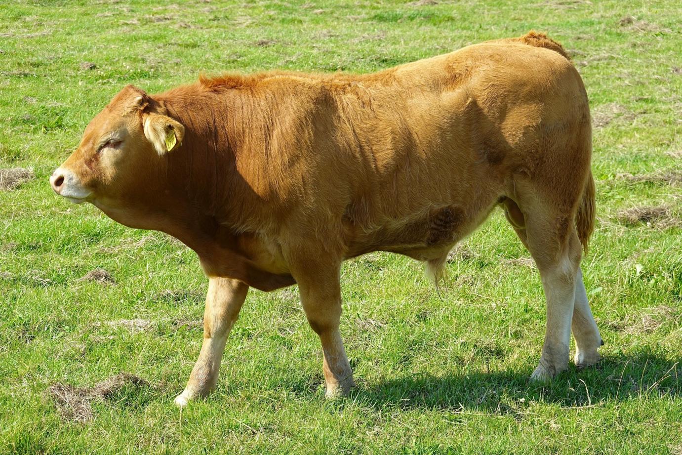 Tejhasznú tehén és hízottbika tartás támogatás - Késve történő ENAR események bejelentése