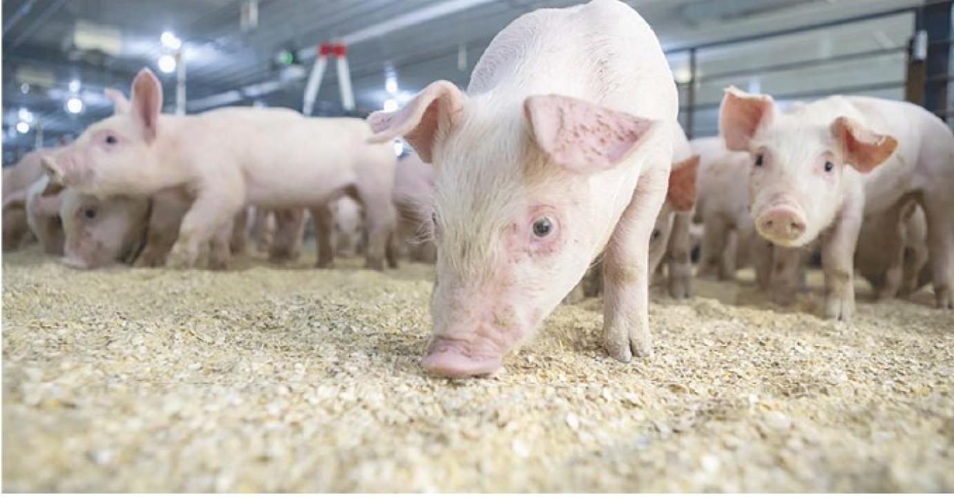 NYUGODTABB, EGÉSZSÉGESEBB KOCÁK