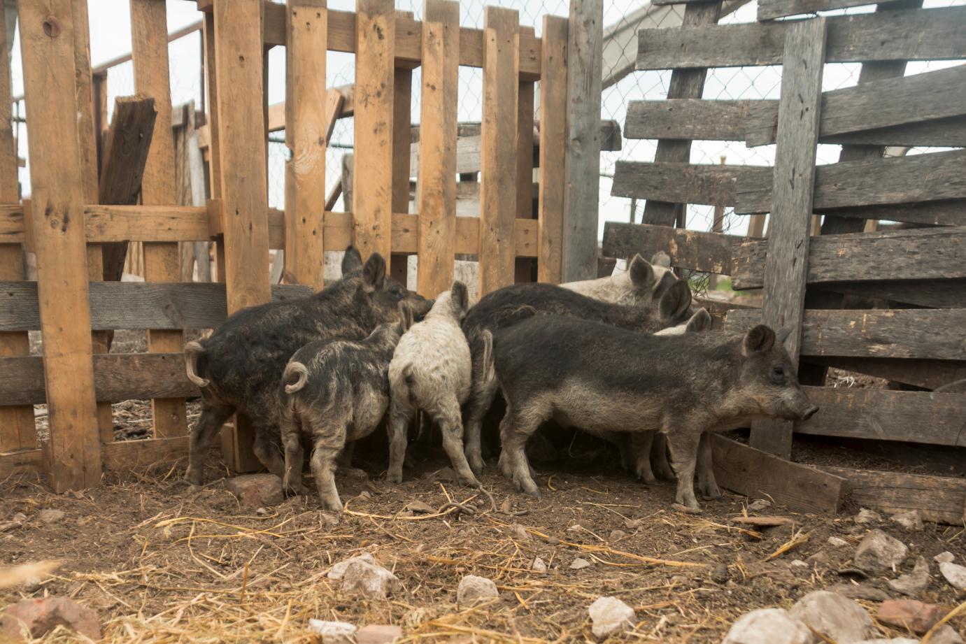 Szabad fiaztatási rendszerek a modern sertéstartásban