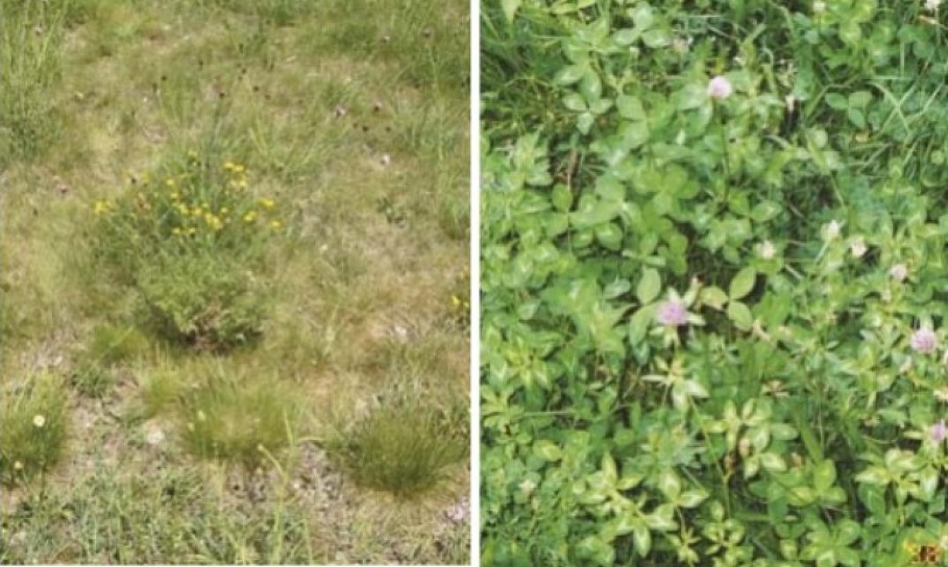 Pillangósok a gyepben