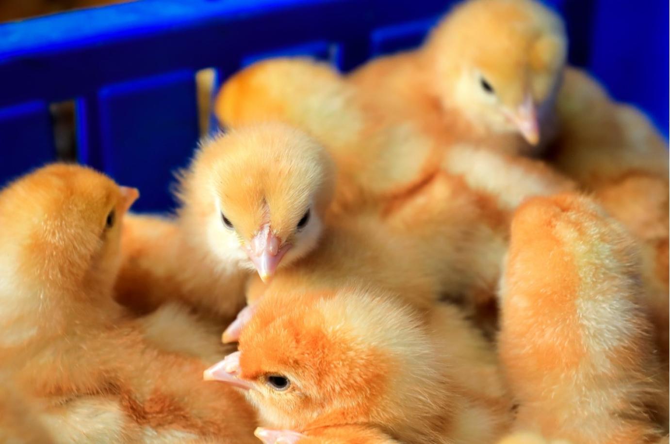 Hollandiában tesztelik a madárinfluenza elleni vakcinát