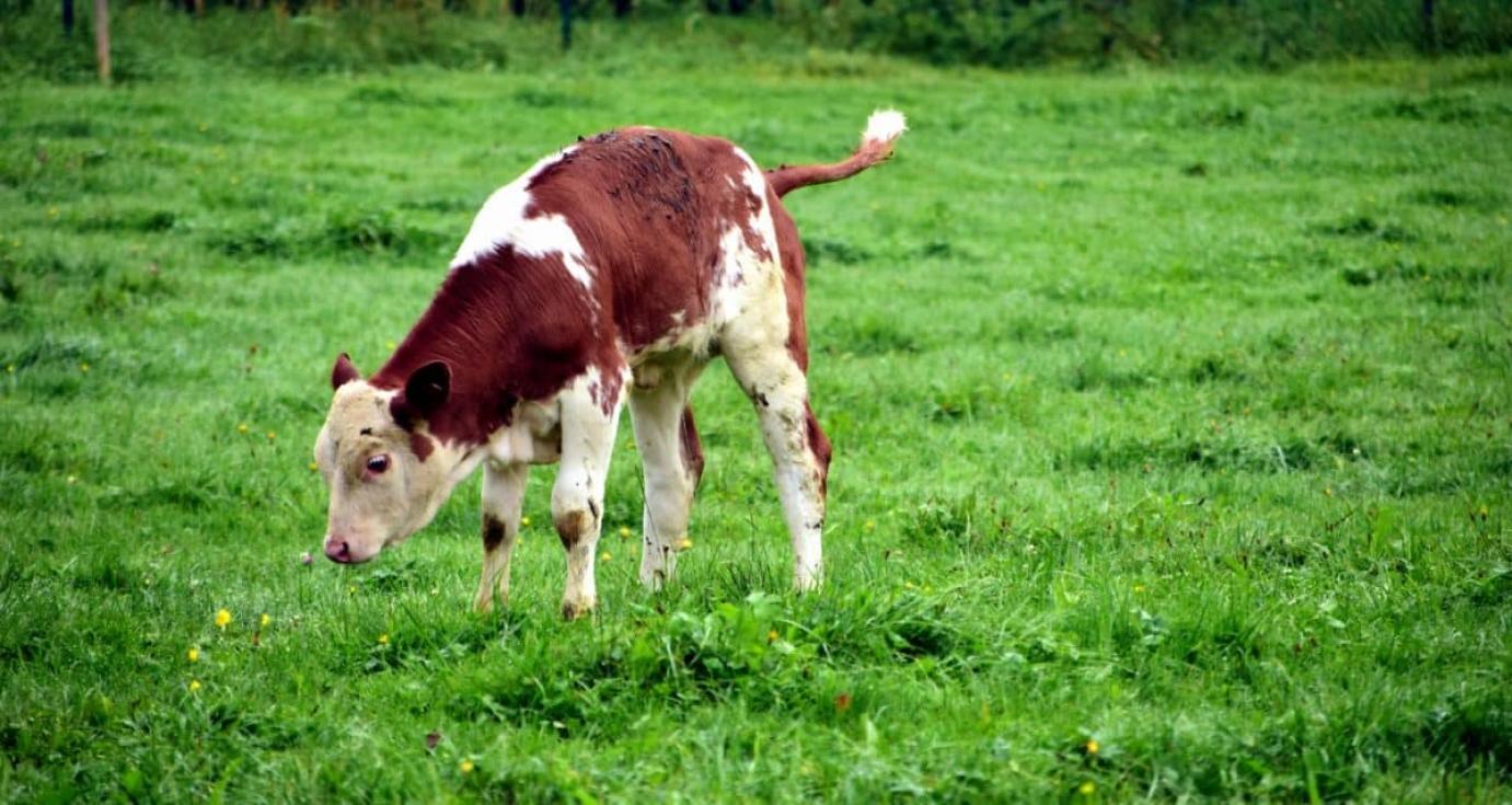 Pályázatot hirdet az Agrárminisztérium az állategészségügyi és járványügyi infrastruktúra fejlesztésére