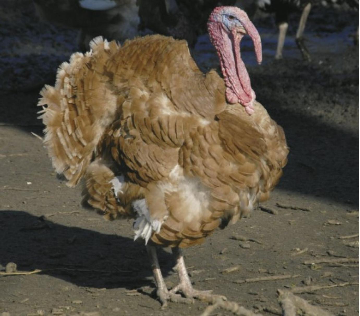 Ma van a biológiai sokféleség világnapja