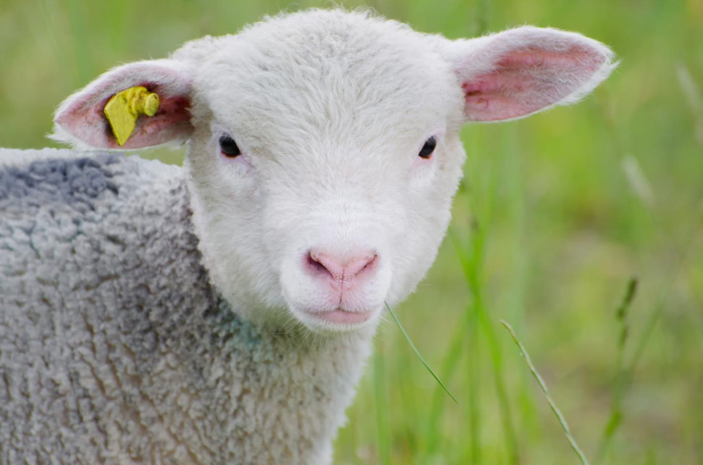 Megemelik a termeléshez kötött anyajuhtartás támogatási összegeit