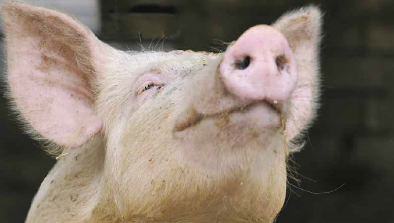 PRRS-mentesítés: Látszik az alagút vége