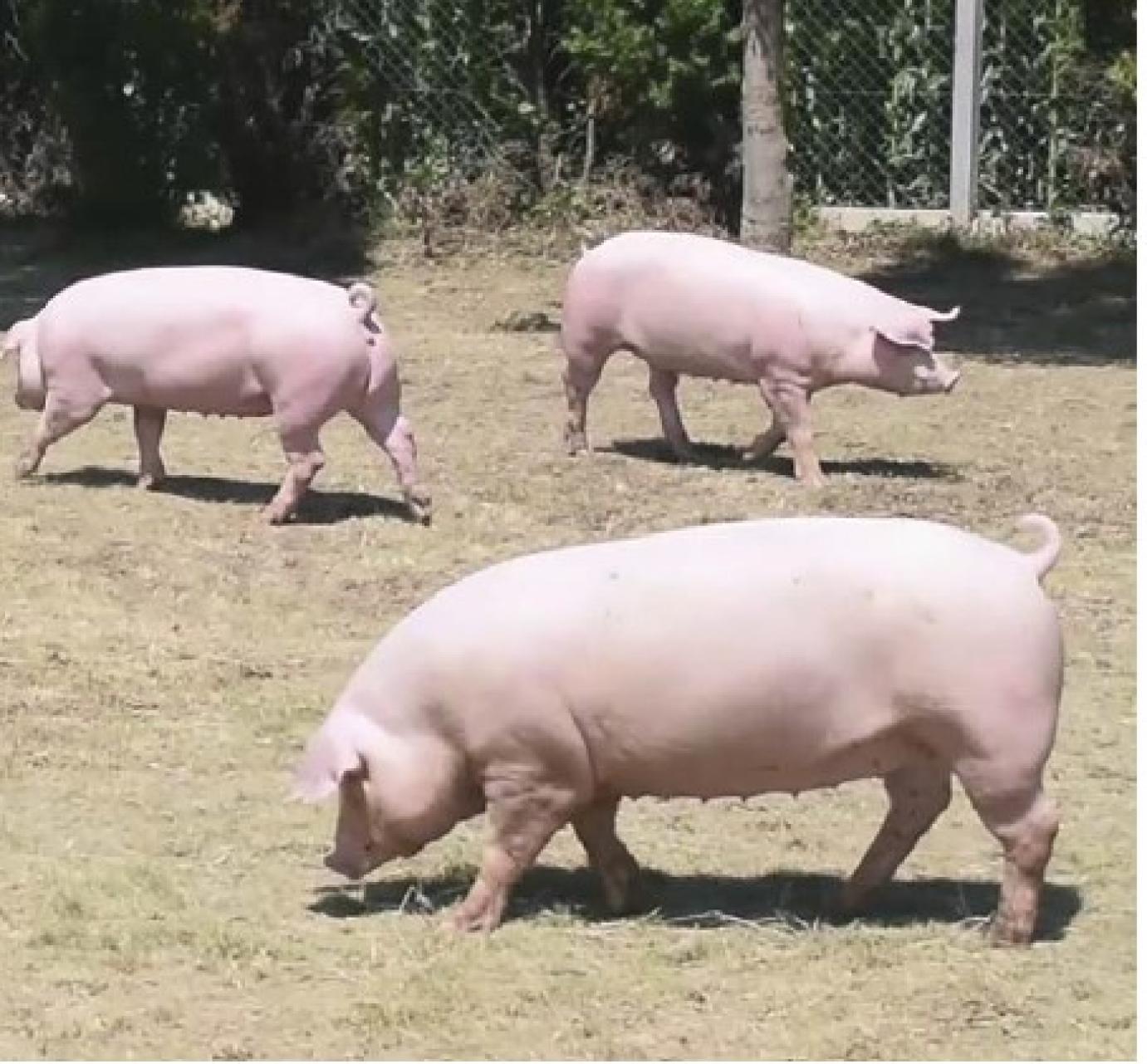 FEKETE ÉVET ZÁRNAK A SERTÉSTARTÓK