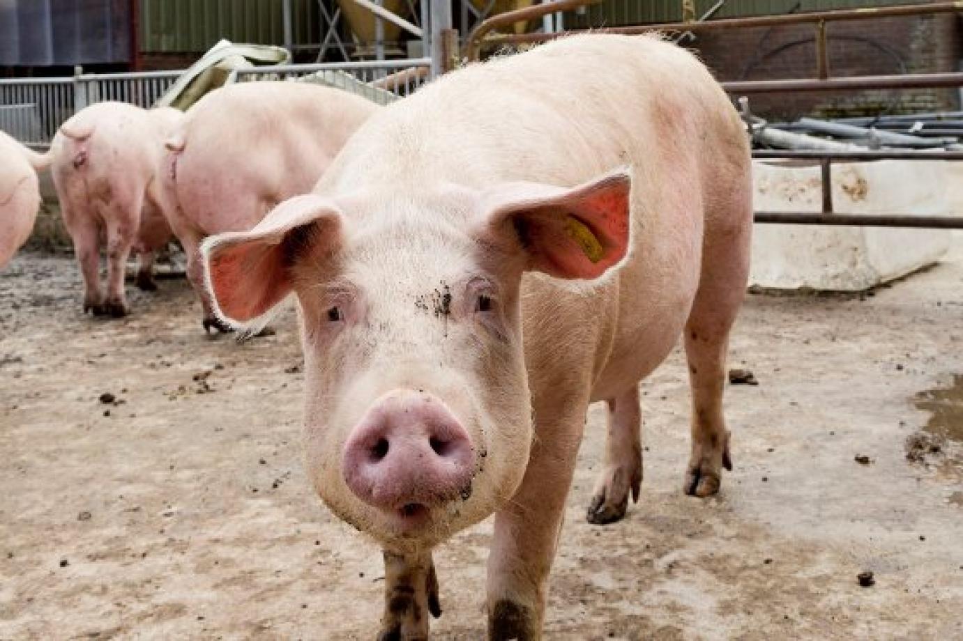 A legfrissebb agrárpiaci helyzetjelentés