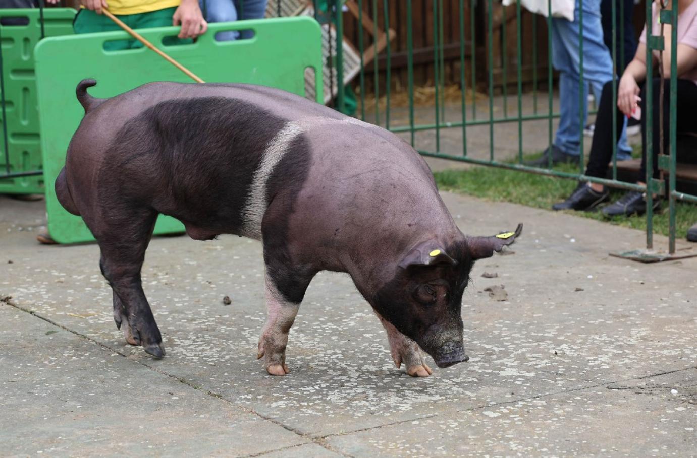 Élőállat szállítási tilalom lépett életbe a ragadós száj - és körömfájás hazai megjelenése miatt