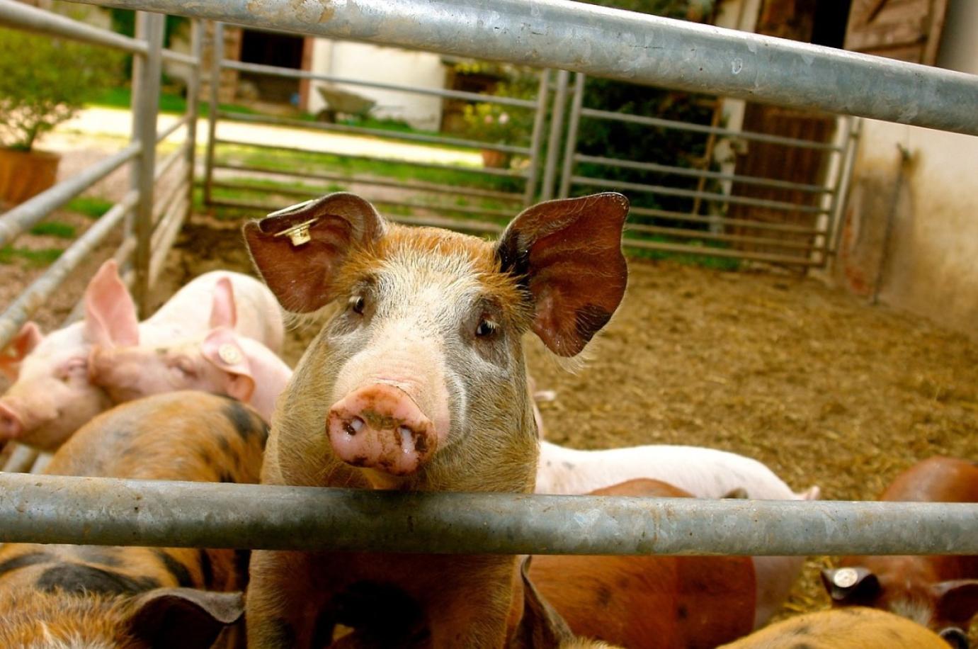Létszámban visszaesik, hatékonyságban fejlődik a sertéságazat