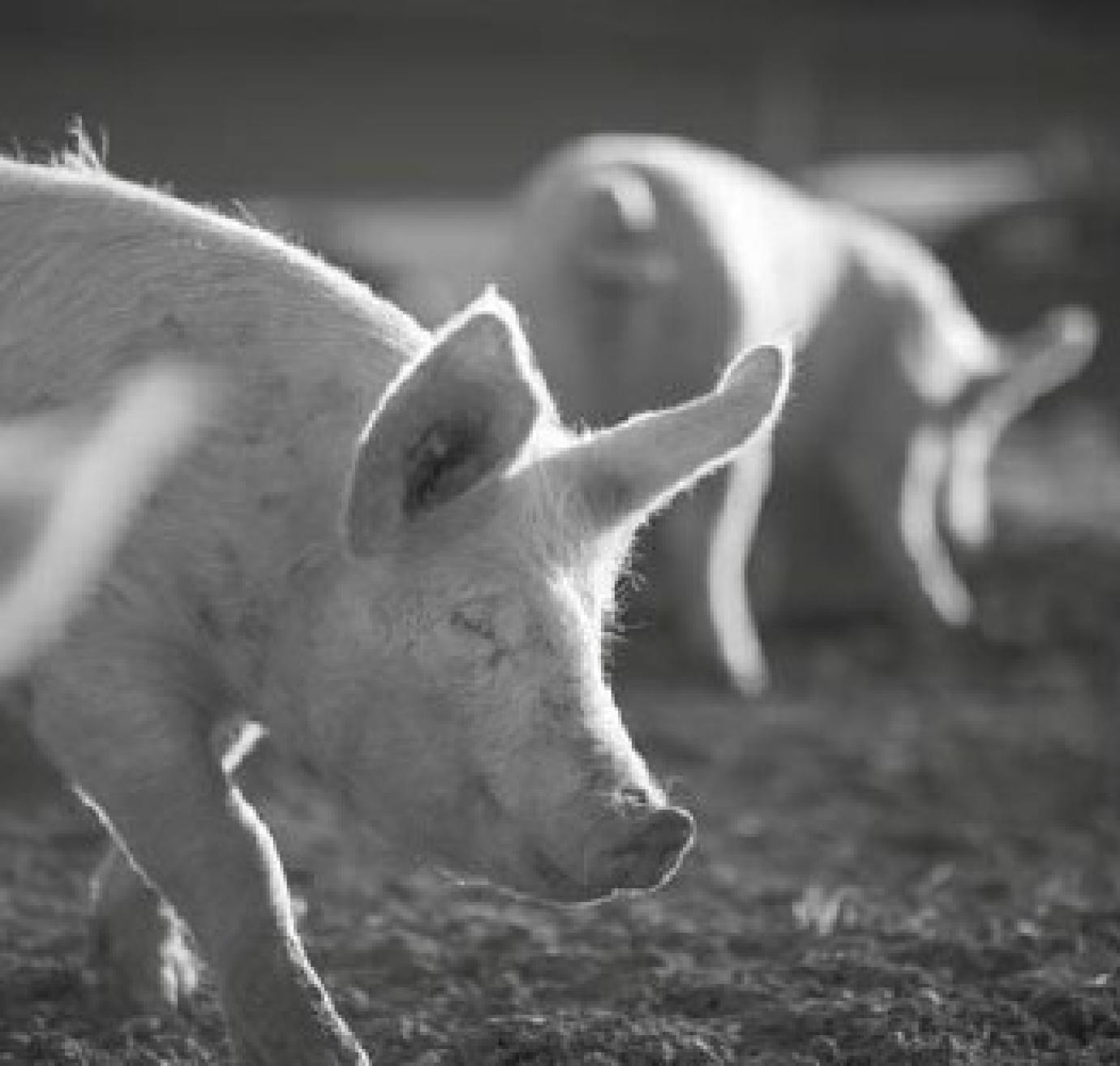 PRRS-MENTESSÉGÜNK NEMZETKÖZI ELISMERTETÉSE LEHETETLEN FELELŐS SERTÉSTARTÓK NÉLKÜL