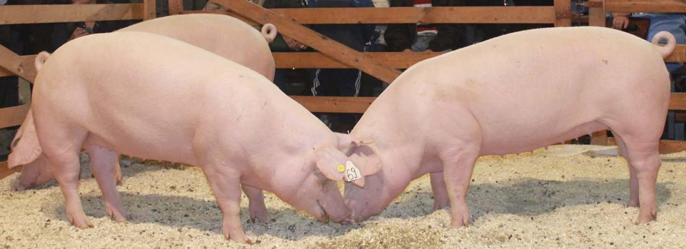 A sertéstartás környezetterhelésének mérése