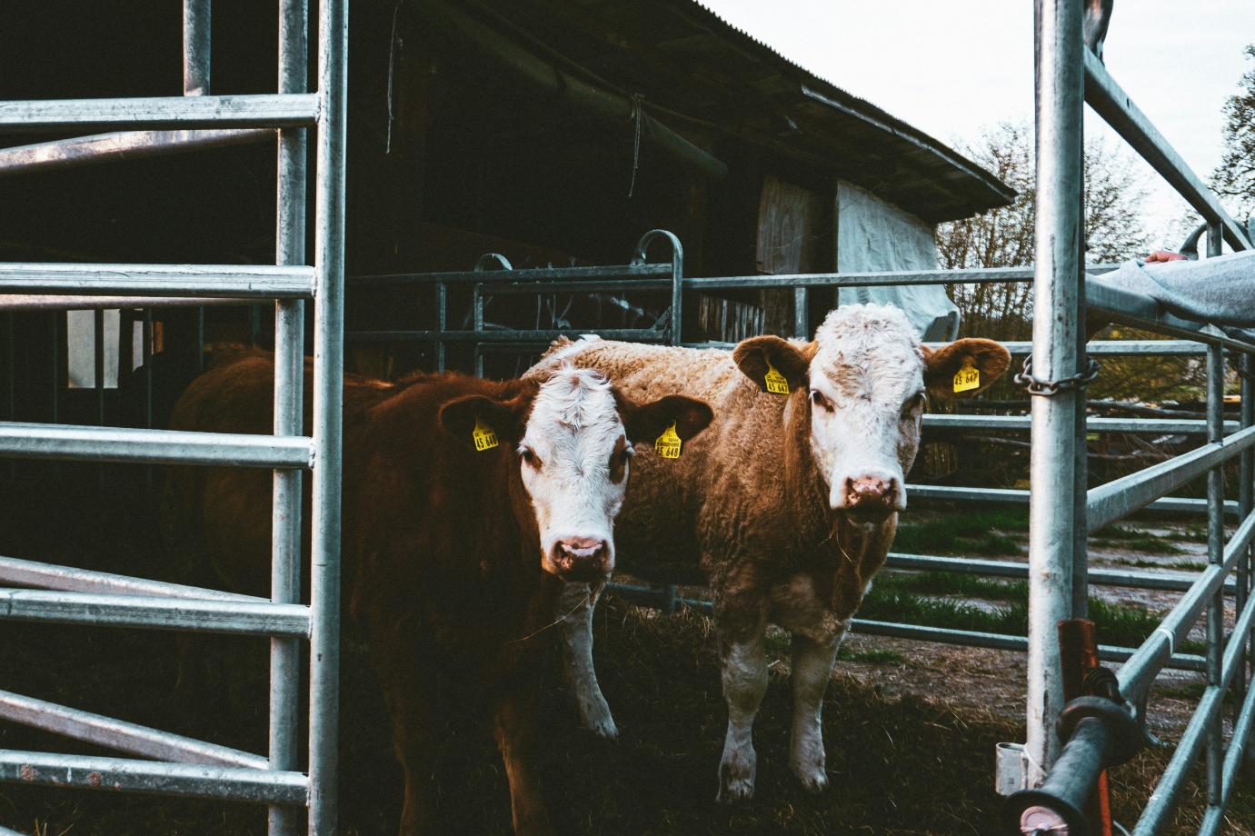 Új megbetegedés nincs, mégis piaci korlátozások sújtják az RSZKF érintett területek gazdáit