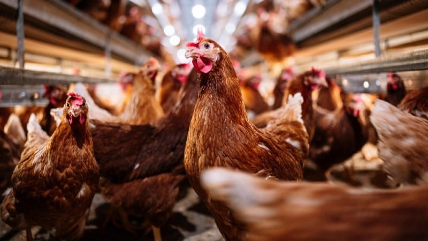 A három déli megyében feloldotta a Nébih a madárinfluenza miatt felállított védőkörzeteket