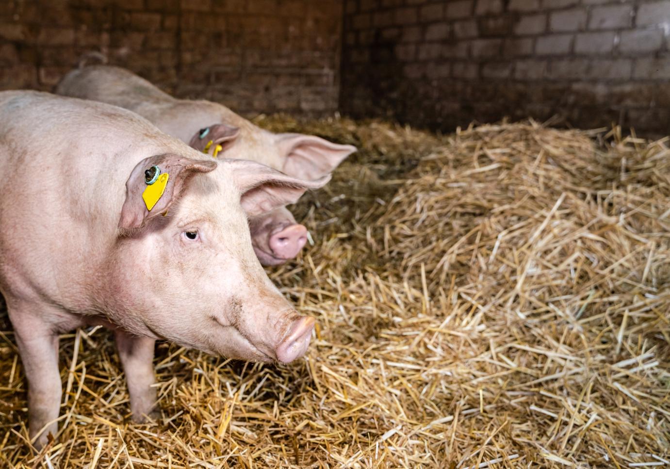 Védekezni csak együtt lehet – Az afrikai sertéspestis elleni küzdelem alapja a szabályok betartása