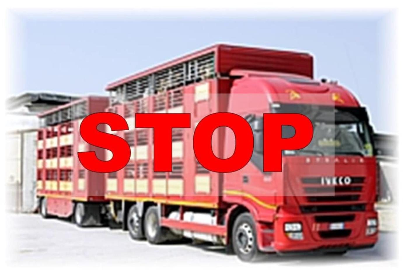 Július 11-től tilos Törökországba kérődző szállítmányok indítása