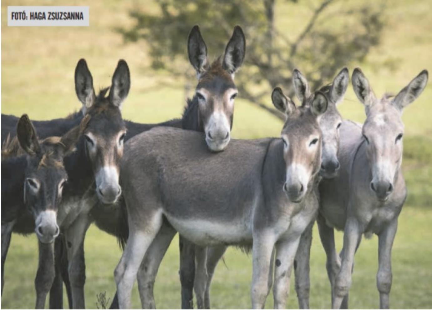 MICIMACKÓ BARÁTJA, AVAGY A MAGYAR PARLAGI SZAMÁRBAN REJLŐ LEHETŐSÉGEK