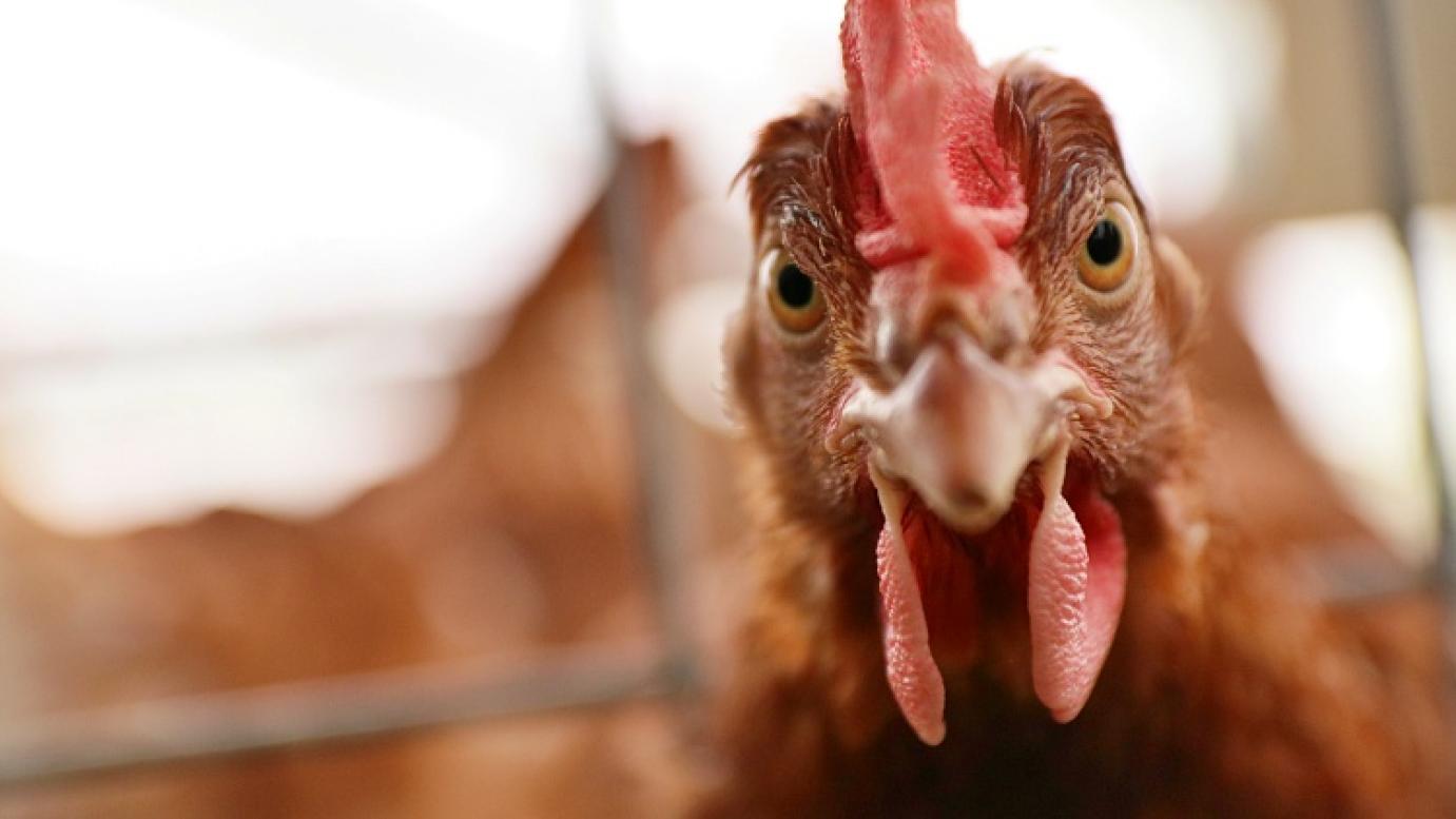 Magyarország visszanyerte madárinfluenzától való mentességét